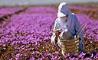 پرداخت تسهیلات یارانه داربرای حمایت از توسعه صادرات زعفران توسط بانک کشاورزی  