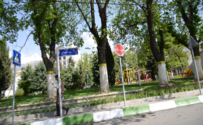 درختان نارون در شمال تهران آفت زدايی شدند