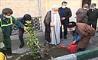 طرح نهضت درختکاری با کاشت 75 اصله نهال نارنج در محله های مرکزی شهر تهران آغاز شد 
