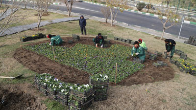 کاشت 70 هزار پیاز لاله در منطقه 15 