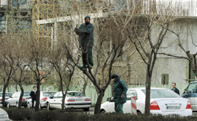 17هزار اصله درخت در بخش مرکزی شهر تهران هرس می شوند
