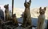 رونمایی بیش از 70 شیر و گربه مومیایی شده در مصر+ تصاویر