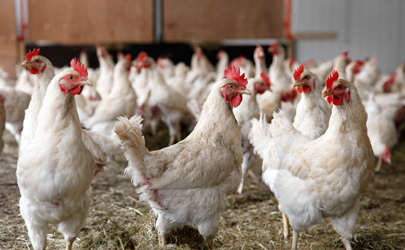 مشکلات کامیون‌داران توزیع مرغ را مختل کرده/ قیمت مرغ در کشتارگاه به 9800 تومان رسید