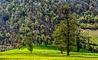 سامسونگ کمپین «برای خودمان، برای طبیعت» را برگزار می‌کند/ کاشتن بهترین ایده‌ها در جنگل‌های هیرکانی