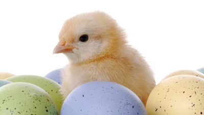 صادرات ۵۰ هزار تن تخم‌مرغ/ اختصاص ۵ میلیارد تومان به حذف گله‌های مرغ پایان دوره 