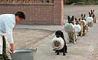 صف غذای سگ‌های پلیس در چین 