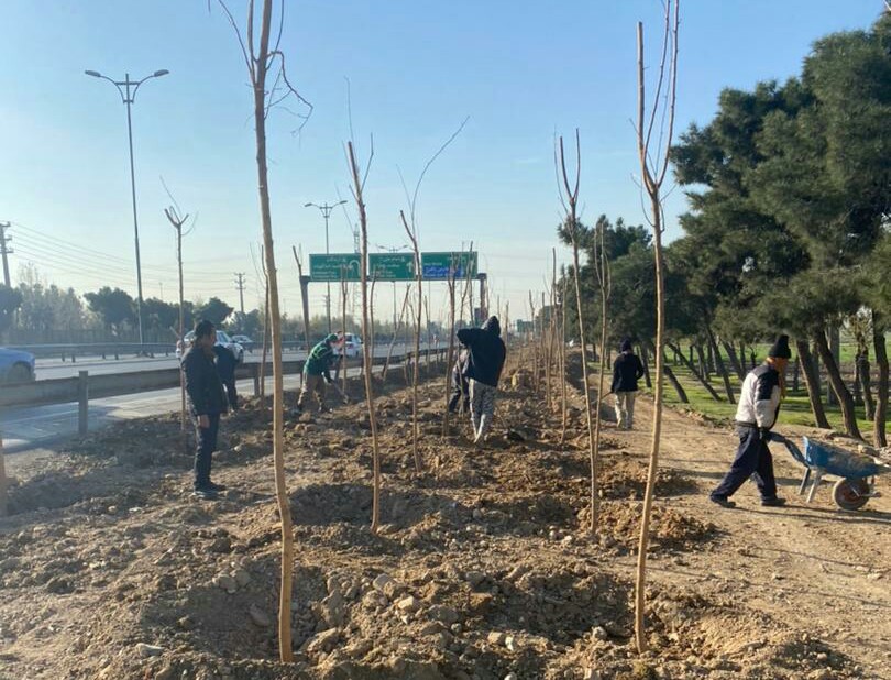 ایجاد مسیر سبز در بزرگراه شهید هاشمی و کاشت 2 هزار اصله درخت