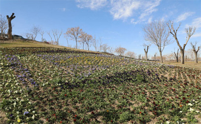 اجرای بیش از 5 هزار متر مربع فرش گل در عرصه های فضای سبز منطقه 19