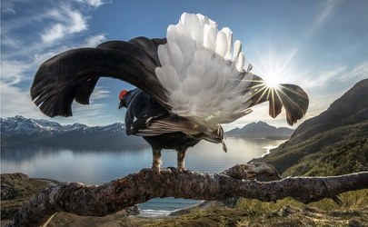 برندگان مسابقه عکاسی جهان طبیعی بیگ پیکچر معرفی شدند+ عکس