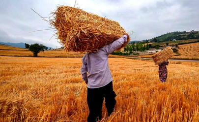واریز بیش از ۱۶ هزار میلیارد تومان دیگر از مطالبات گندمکاران/ ۶۰ درصد پول خرید گندم به کشاورزان پرداخت شد 